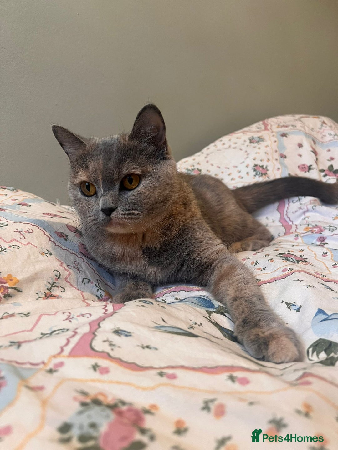 British Shorthair cats for sale: GCCF Registered tortie British Shorthair girl - Advert 5