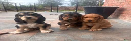 Cockerdor dogs for sale: Beautifully marked Cockerdor puppies - Advert 8