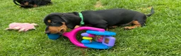 Miniature Dachshund dogs for sale: Miniature short haired Dachshund Puppy’s - Advert 31
