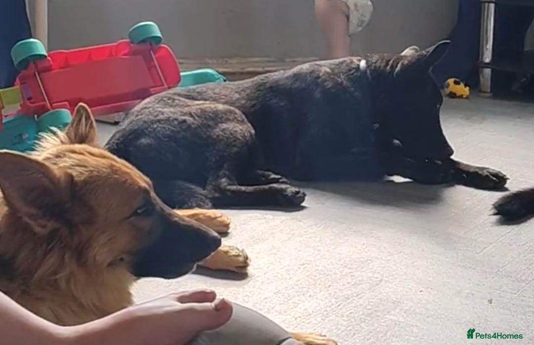 Mixed Breed dogs for sale: Dutch shepherd/ German shepherd  - Advert 1