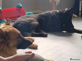 Mixed Breed dogs Dutch shepherd/ German shepherd - Advert 1