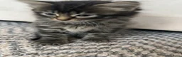 Mixed Breed cats for sale: 4 females looking for their forever homes  - Advert 4