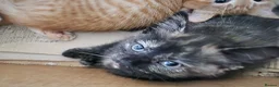 Mixed Breed cats for sale: Gorgeous playful chunky kittens  - Advert 7