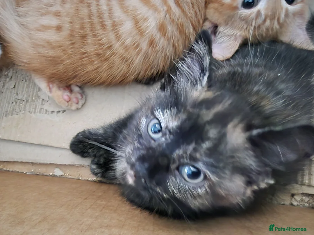 Mixed Breed cats for sale: Gorgeous playful chunky kittens  - Advert 7