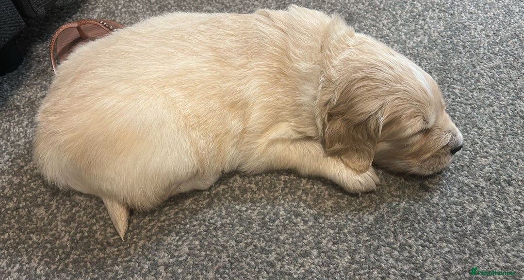 Golden Retriever dogs for sale: Golden retriever puppies  - Image 9