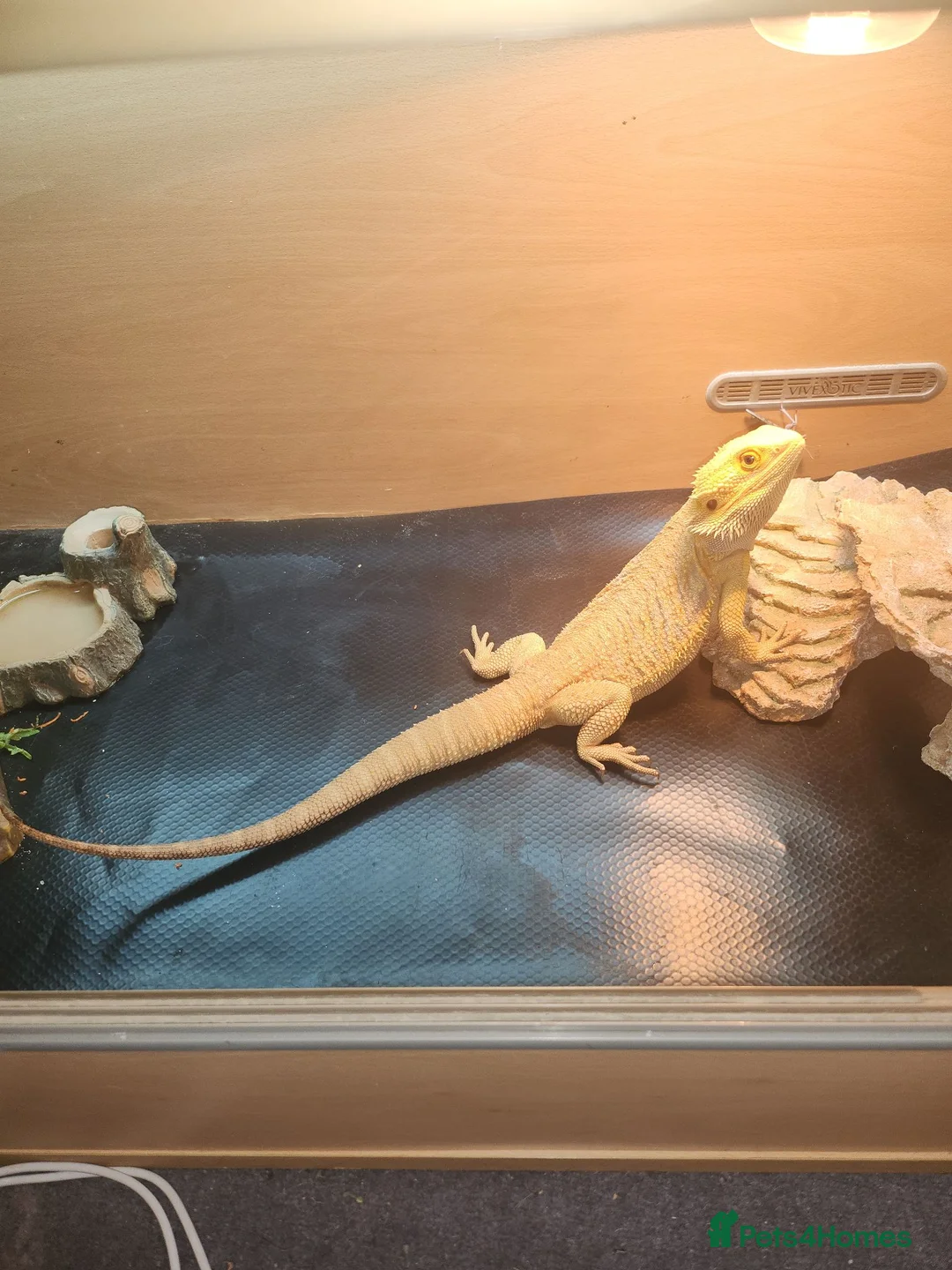 Bearded Dragon reptiles for sale: Bearded dragon for rehoming  in Thornton Heath - Advert 2