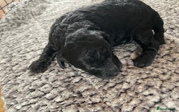Cavapoo dogs for sale: 2 Gorgeous blacks cavapoo puppies  - Image 5