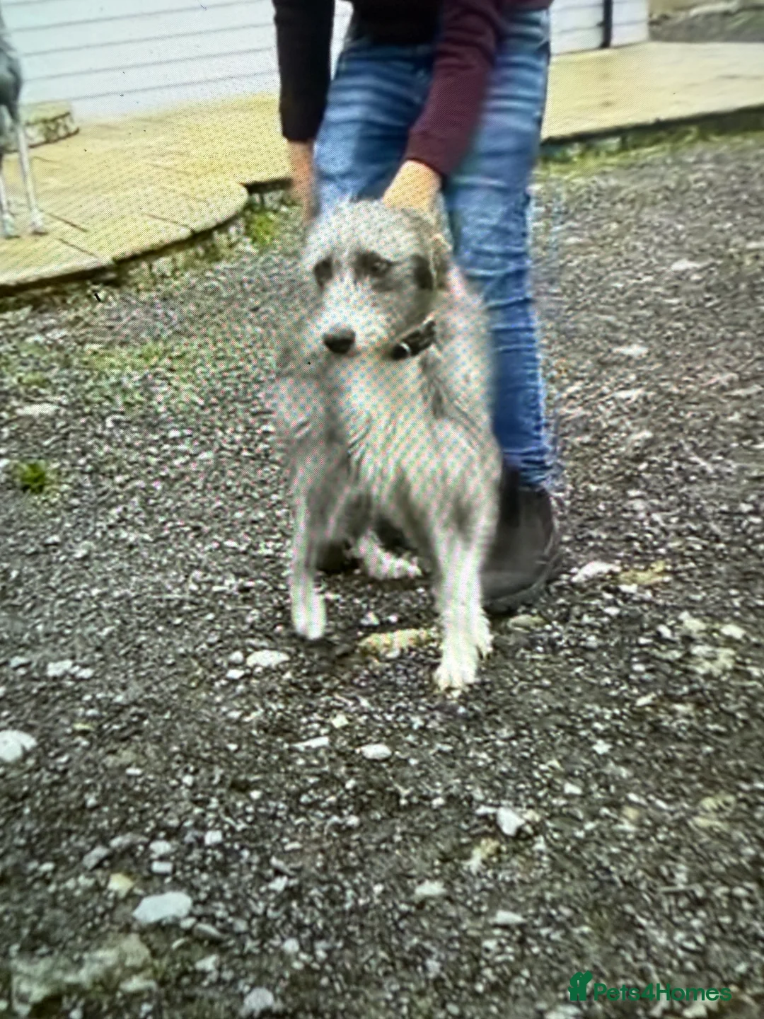 Mixed Breed dogs for sale: Bedlington/Whippet/Lurcher puppies - Advert 9