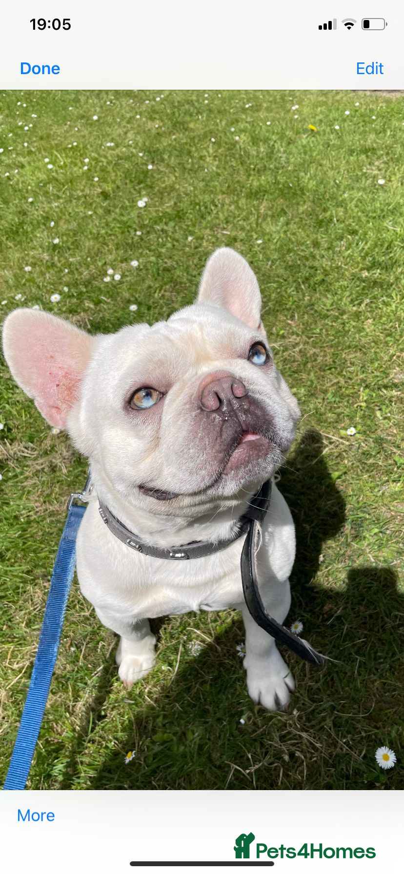 French Bulldog dogs Solid blue Merle platinum carrying testable and L1 in Aberdeen - Advert 21