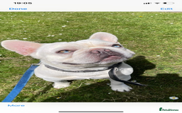 French Bulldog dogs for stud: Solid blue Merle platinum carrying testable and L1 in Aberdeen - Image 1