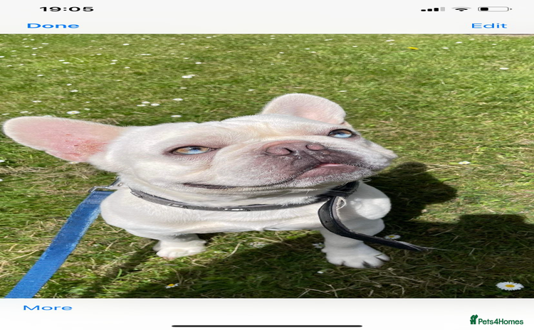 French Bulldog dogs in Aberdeen - Advert 1