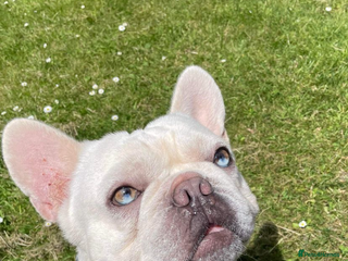 French Bulldog dogs Solid blue Merle platinum carrying testable and L1 in Aberdeen - Advert 1