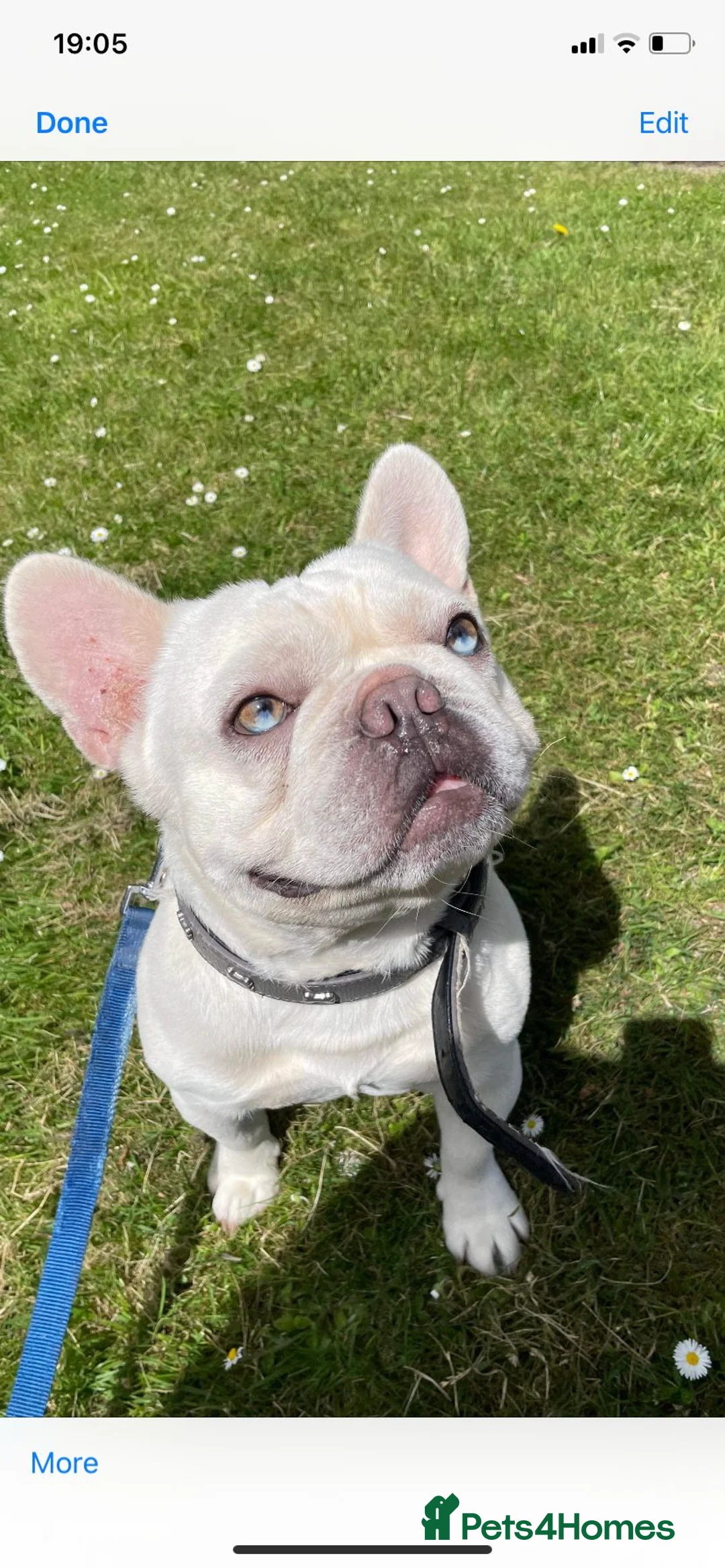 French Bulldog dogs for stud: Solid blue Merle platinum carrying testable and L1 in Aberdeen - Advert 1