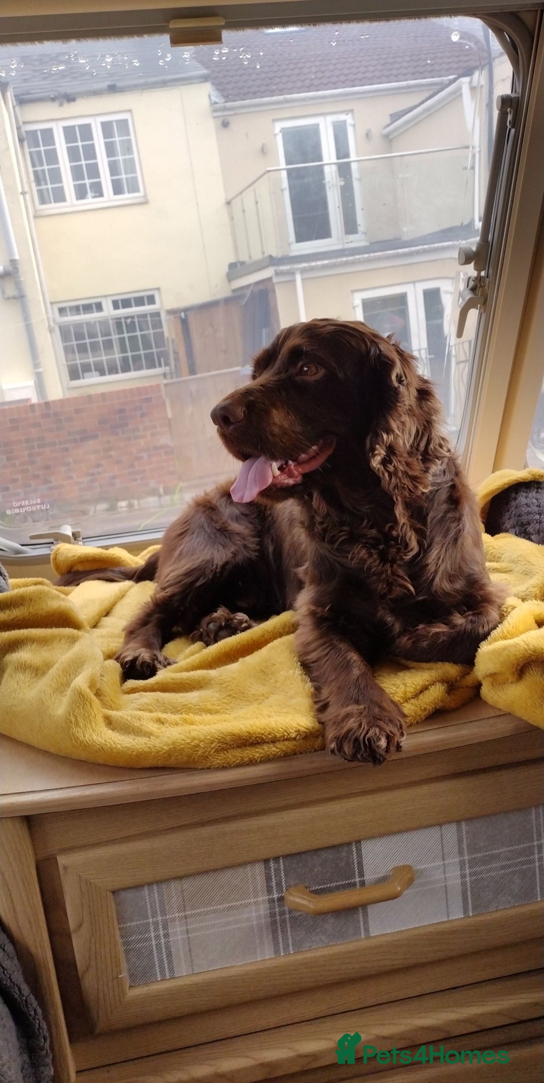 Cocker Spaniel dogs for sale: Working Cocker Spaniels - Advert 11