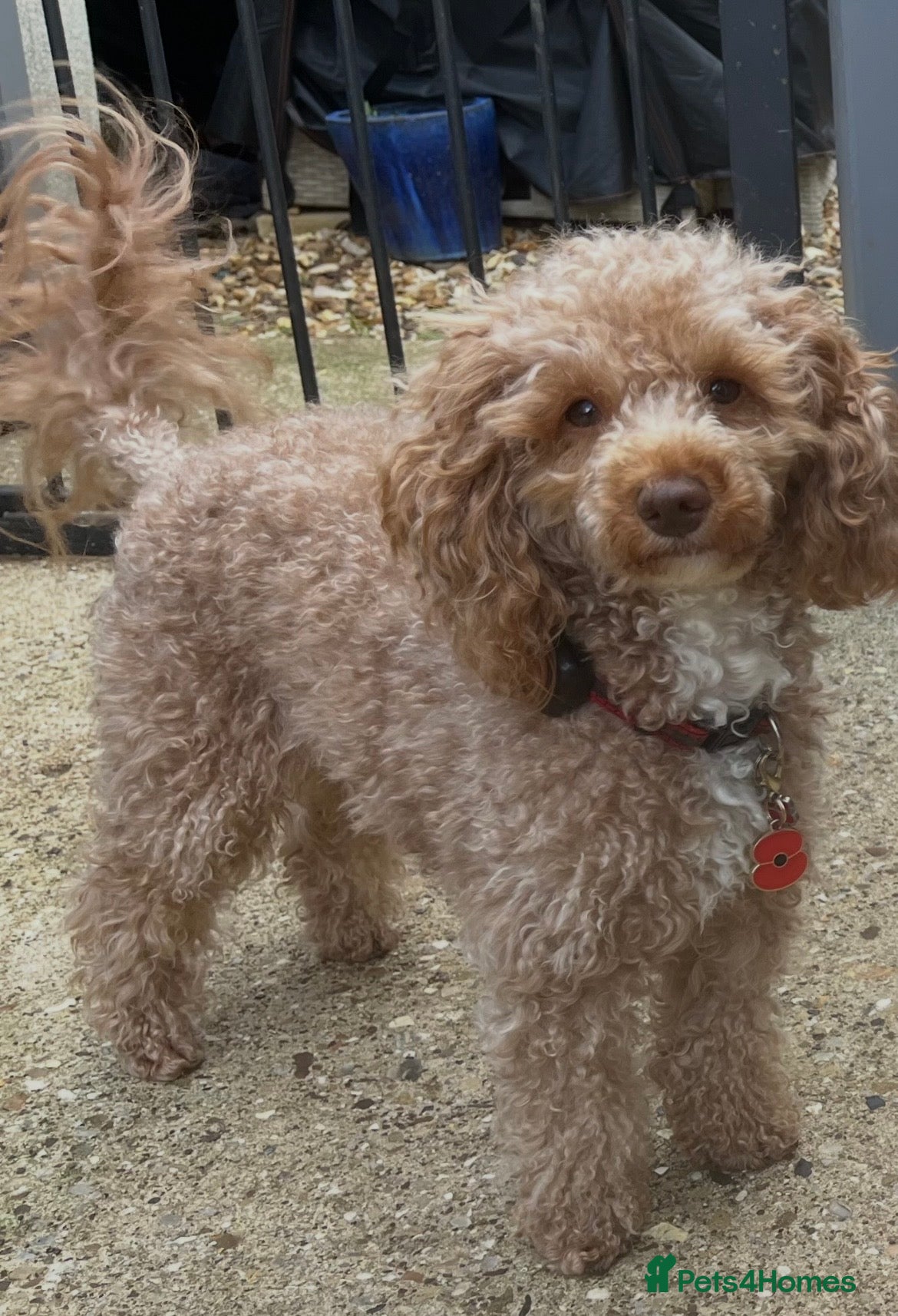 Toy Poodle dogs Quinn Color tested KC regToy Poodle for Stud ONLY. - Advert 1