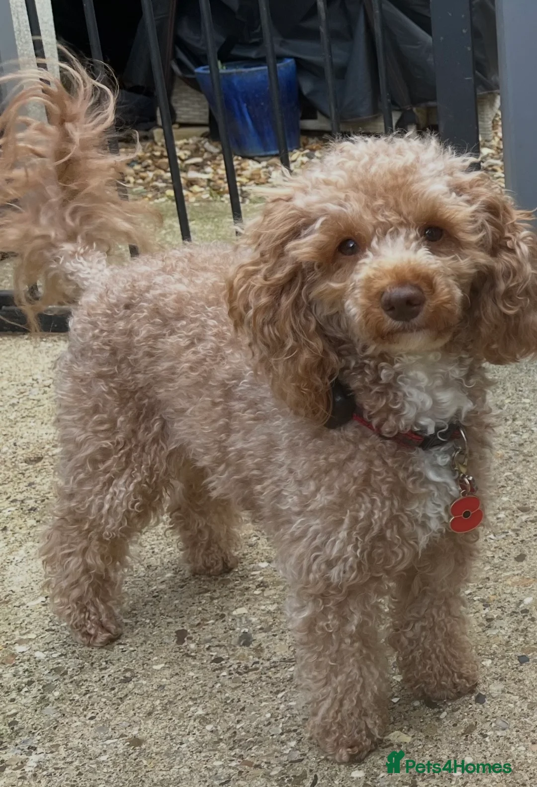 Toy Poodle dogs for stud: Quinn Color tested KC regToy Poodle for Stud ONLY. - Advert 2