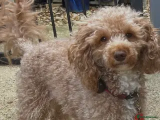 Toy Poodle dogs Quinn Color tested KC regToy Poodle for Stud ONLY. - Advert 1