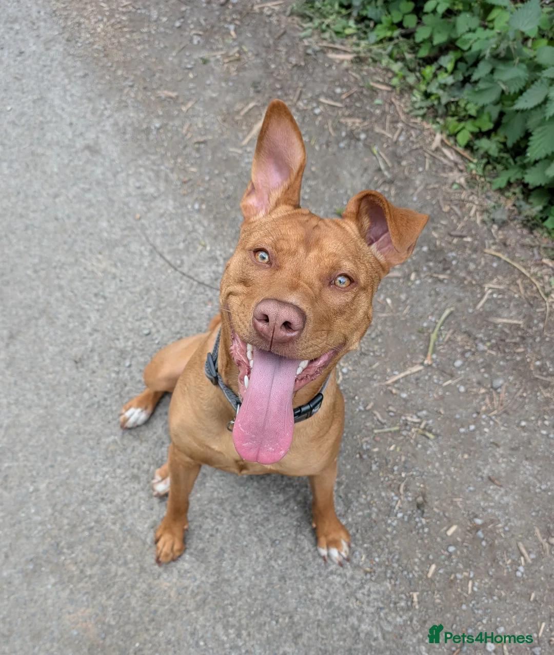 Mixed Breed dogs for sale: Skye  - Advert 2