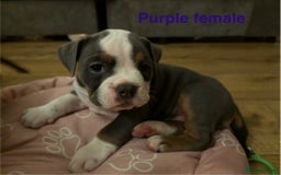Olde English Bulldogge dogs for sale: Olde English bulldogs puppies  - Image 11
