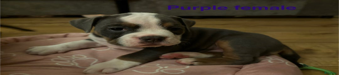 Olde English Bulldogge Purple