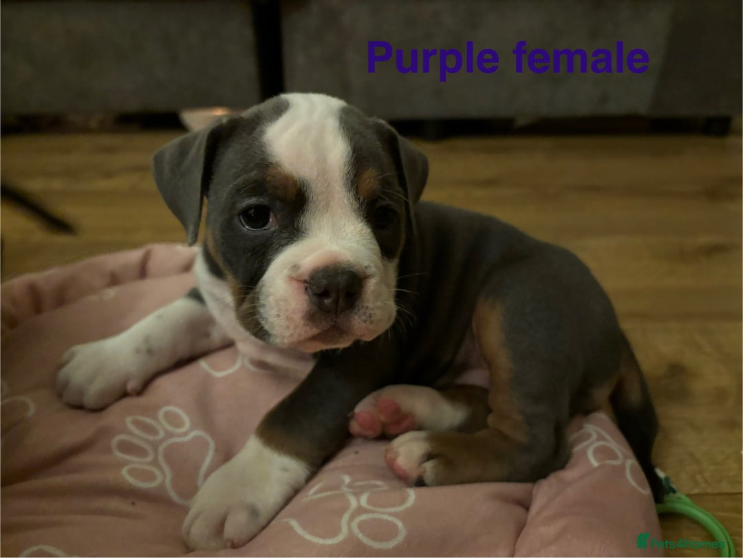 Olde English Bulldogge dogs for sale: Olde English bulldogs puppies  - Image 11