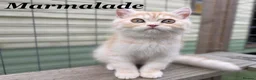 Persian cats for sale: *Last 2* Reduced Beautiful Persian Exotic Kitten - Advert 9