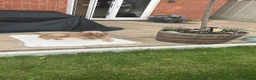 Cavapoo dogs for stud: Cavapoo for stud in Bury Saint Edmunds - Advert 2