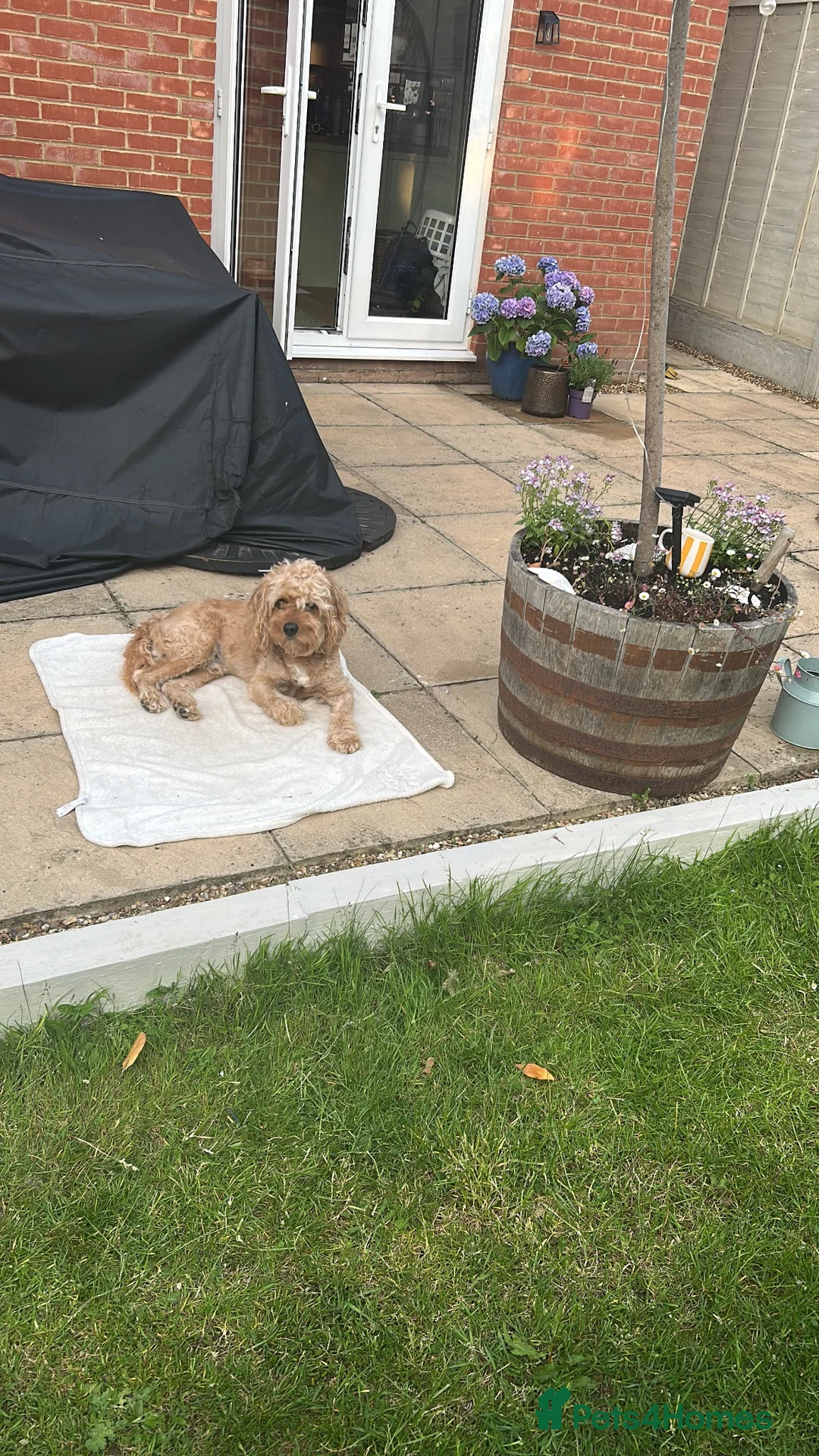 Cavapoo dogs for stud: Cavapoo for stud in Bury Saint Edmunds - Advert 2