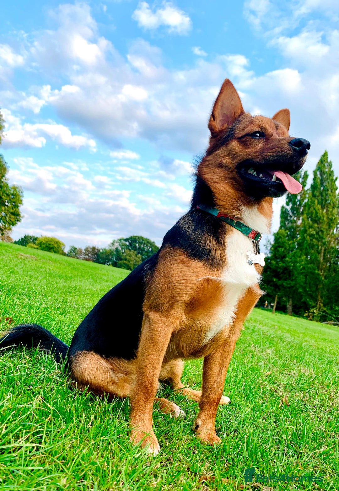 Mixed Breed dogs for sale: Cutie Milo  - Advert 4