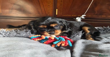 Cavalier King Charles Spaniel dogs - Advert 5