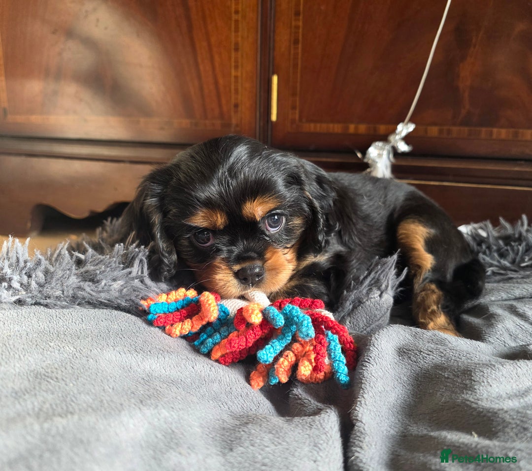 Cavalier King Charles Spaniel dogs for sale: Cavalier King Charles puppy girls - Image 3