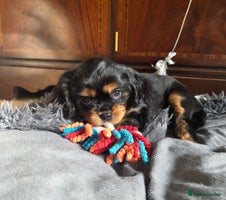 Cavalier King Charles Spaniel dogs - Advert 5