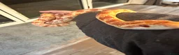 Corn Snake reptiles for sale: Sandy - Corn Snake in Carmarthen - Advert 4