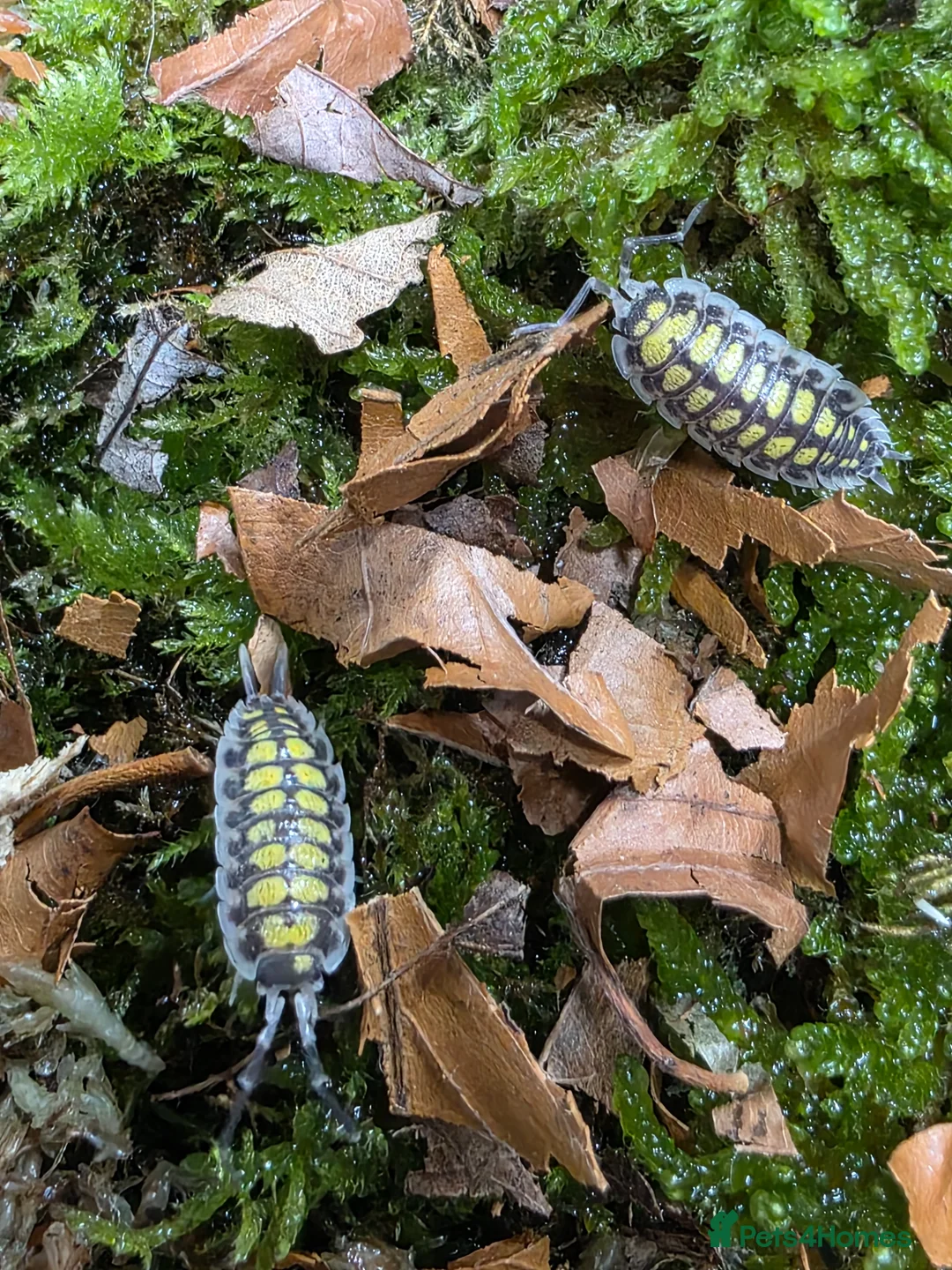 Isopods invertebrates for sale: 5 x Haasi Isopod High Yellow Porcellio haasi) £20 in Preston - Advert 1