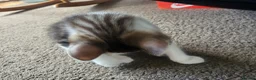 Mixed Breed cats for sale: Male kittens  - Advert 4