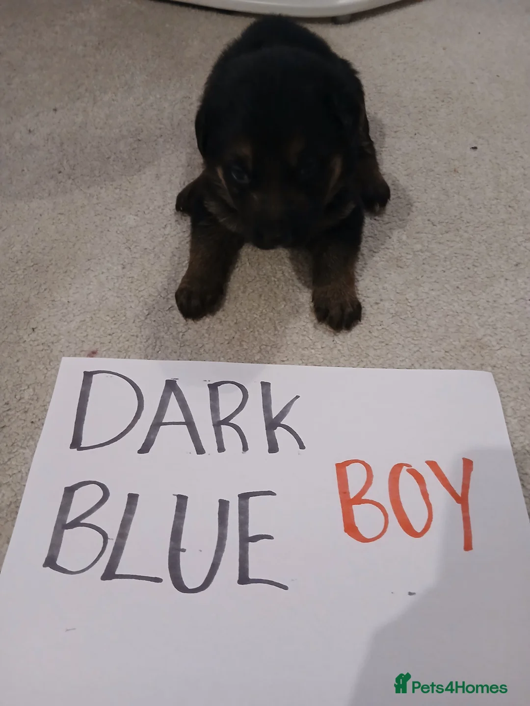 German Shepherd dogs for sale: Amazing german shepherd pups - Advert 6