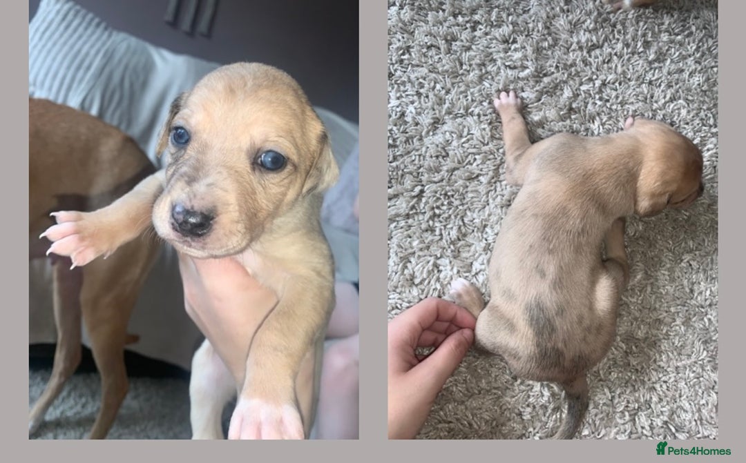 Lurcher dogs for sale: Lurcher pups  - Image 5