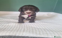 Cocker Spaniel dogs for sale: Beautiful cocker spaniel puppies - Image 14