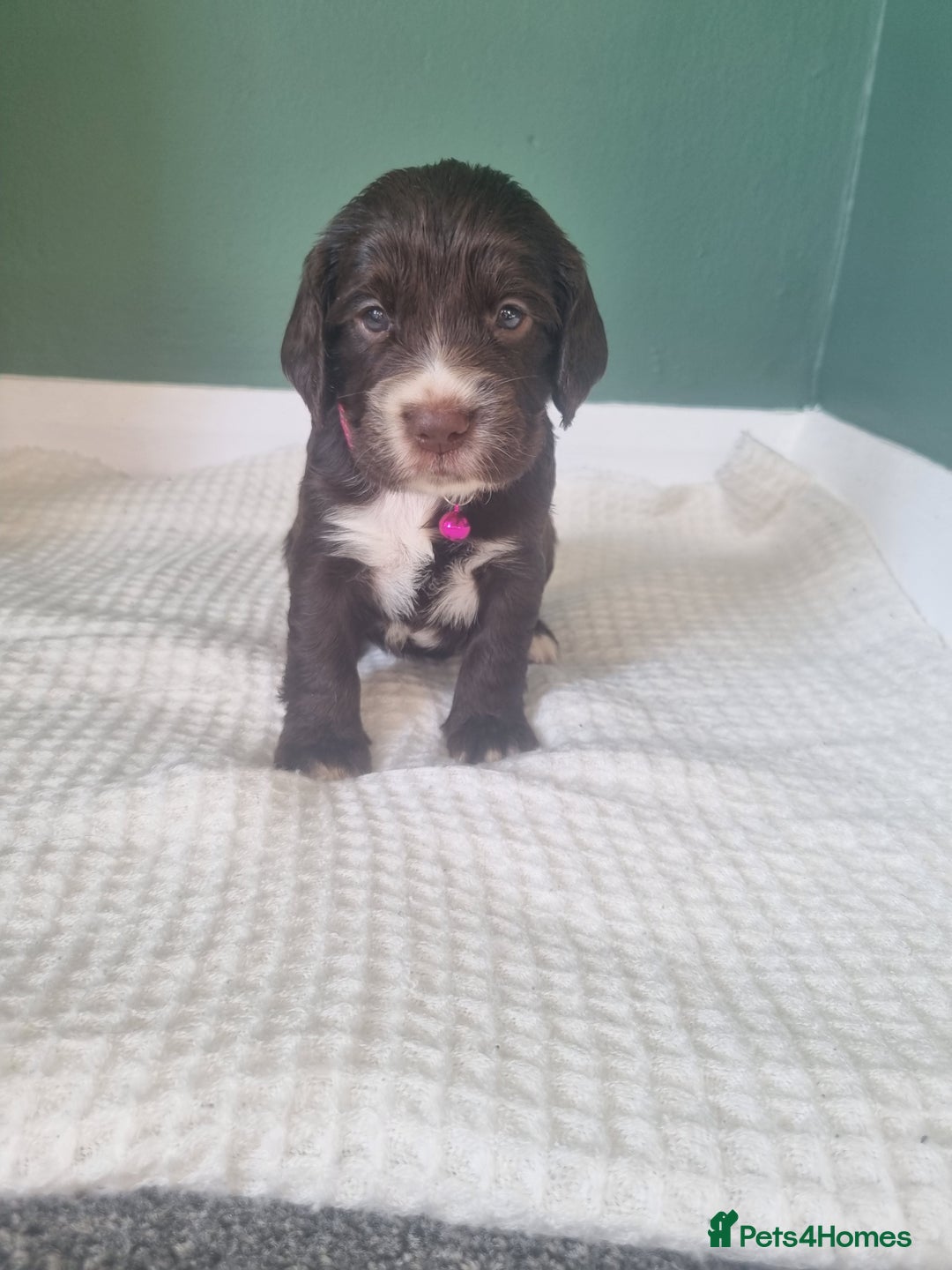 Cocker Spaniel dogs for sale: Beautiful cocker spaniel puppies - Image 14