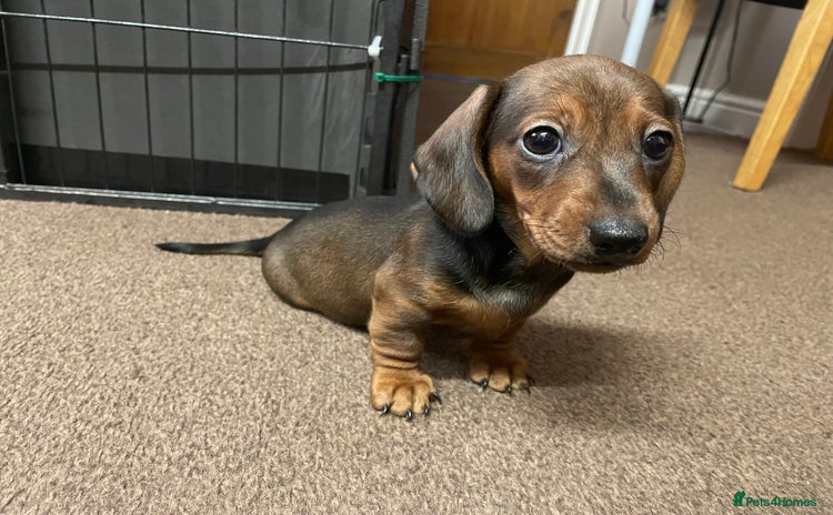 Miniature Dachshund dogs - Advert 16