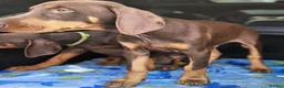 Dobermann dogs for sale: 💝🐾 Ready Now Chunky KC Registered pups 🐾 💝 - Advert 13