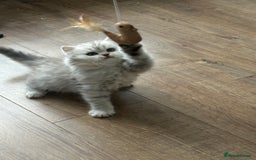 British Longhair cats for sale: Stunning fluffy Maine coon x british longhair  - Image 32
