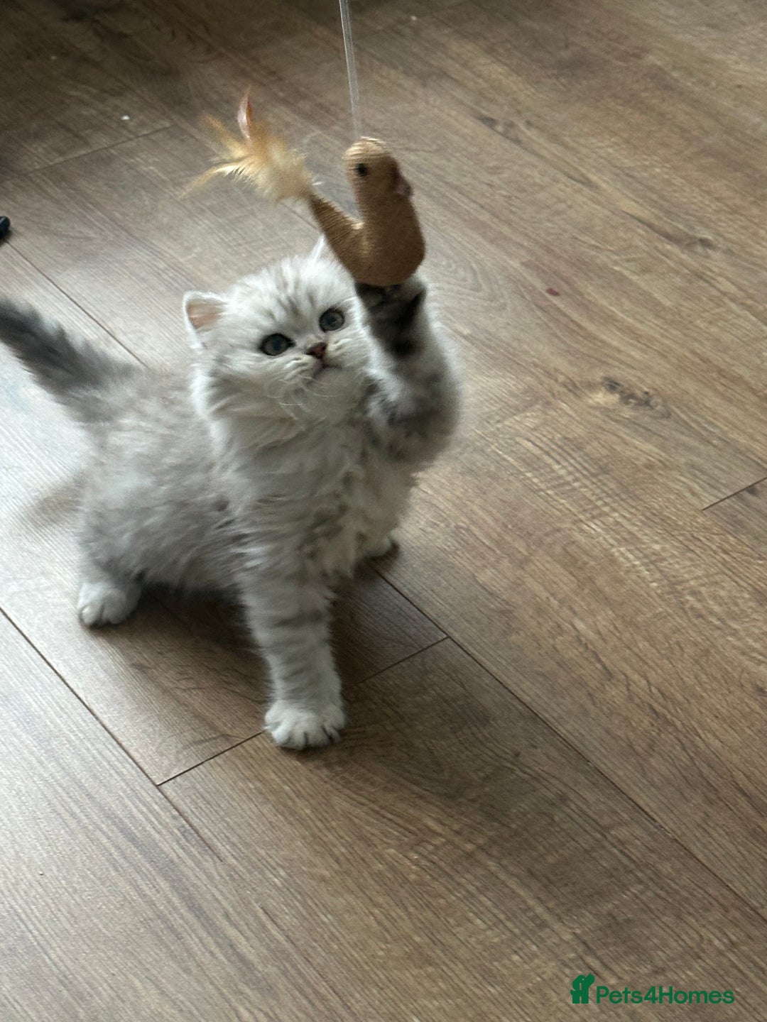 British Longhair cats for sale: Stunning fluffy Maine coon x british longhair  - Image 32