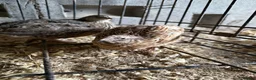 Quail poultry for sale: 4 Cotornix Quail - Advert 2