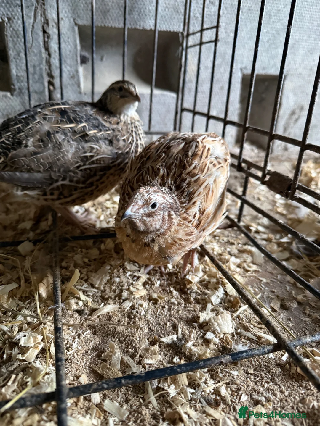 Quail poultry for sale: 4 Cotornix Quail - Advert 2
