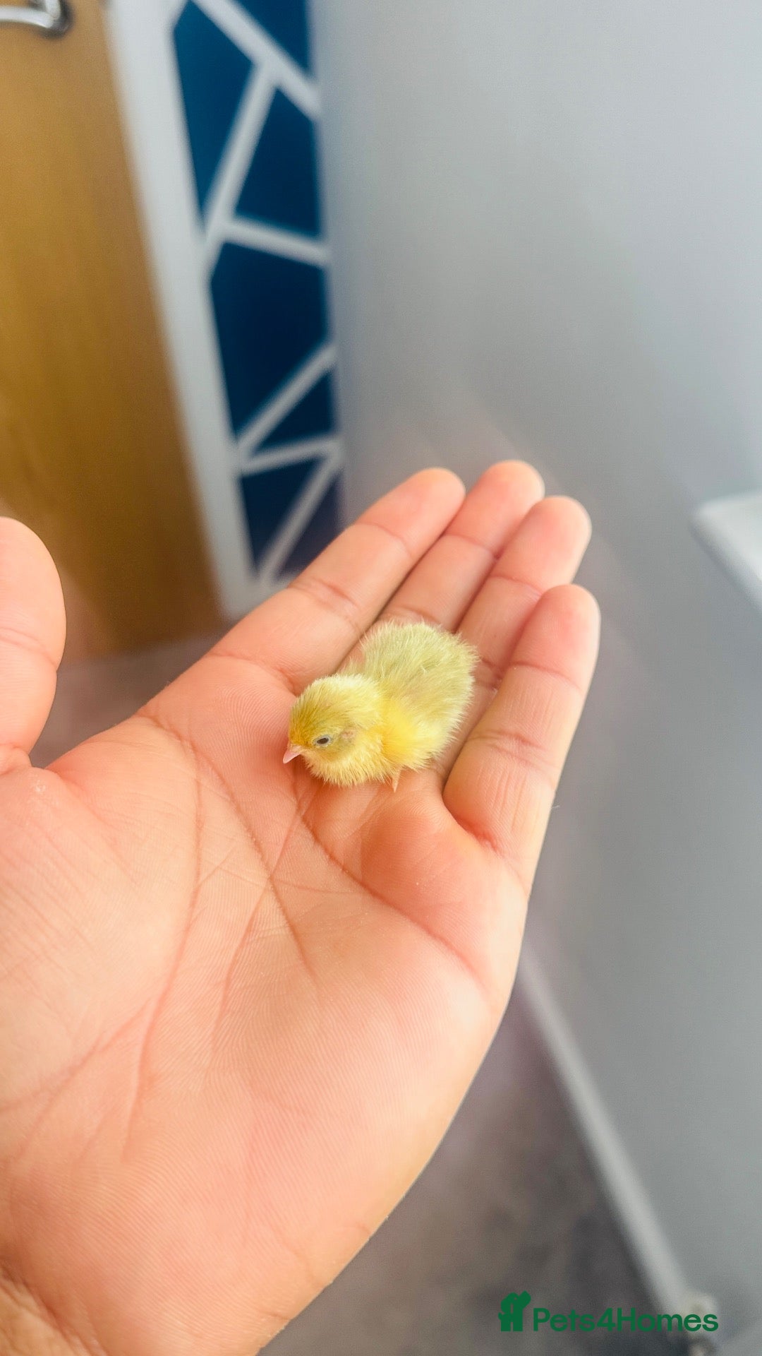 Quail poultry Healthy Button quail chicks. - Advert 2