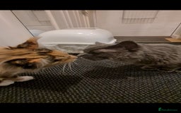 Maine Coon cats for sale: Take a look at these beautiful mainecoon kittens - Image 10