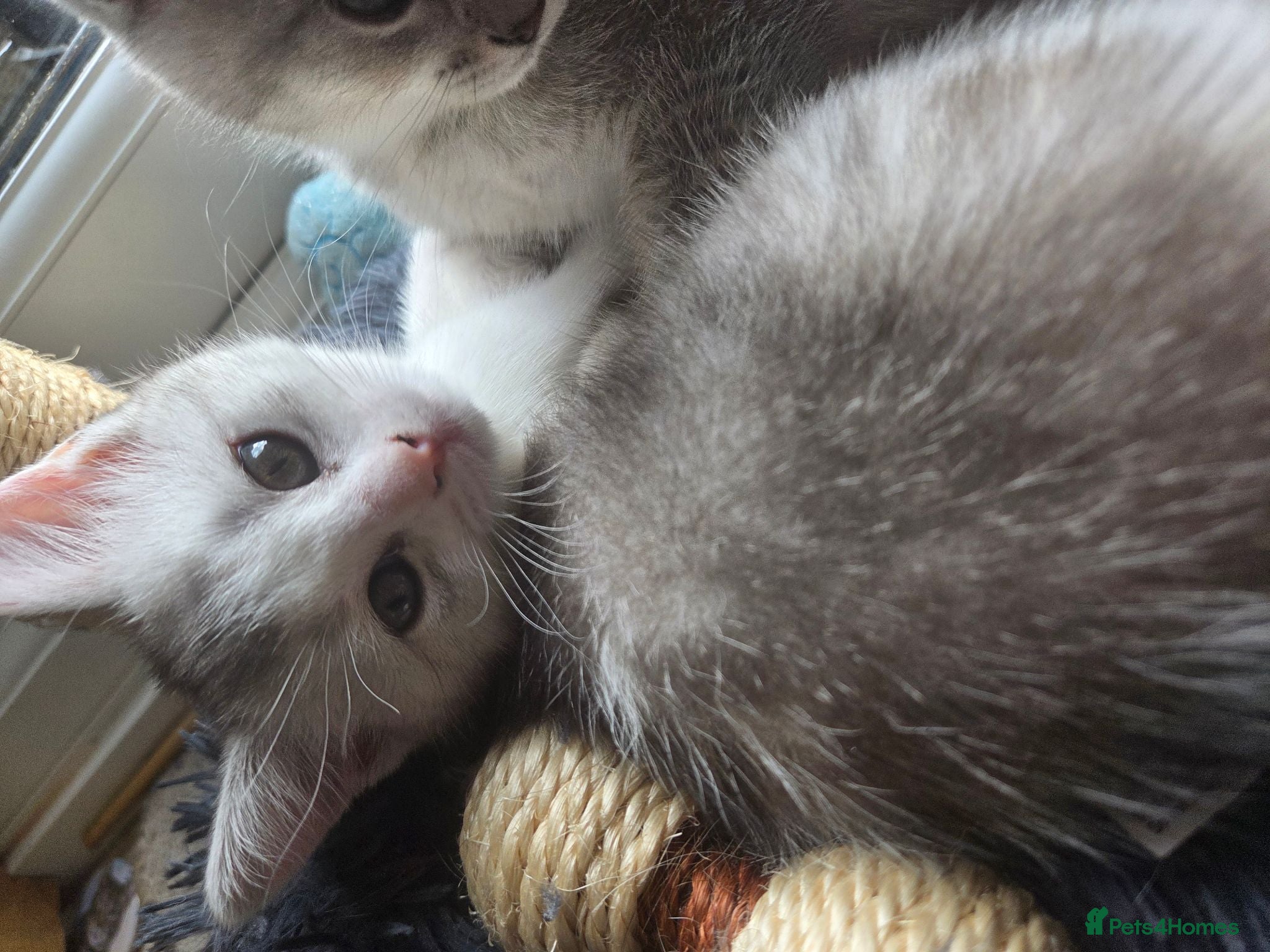 Scottish Fold cats Last one available! Female Scottish fold straight. - Advert 1