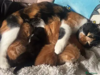 Mixed Breed cats Calico x Ginger kittens for sale - Advert 4