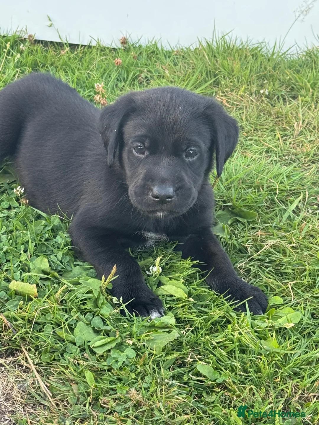 Mixed Breed dogs for sale: All Puppies now reserved   - Advert 1